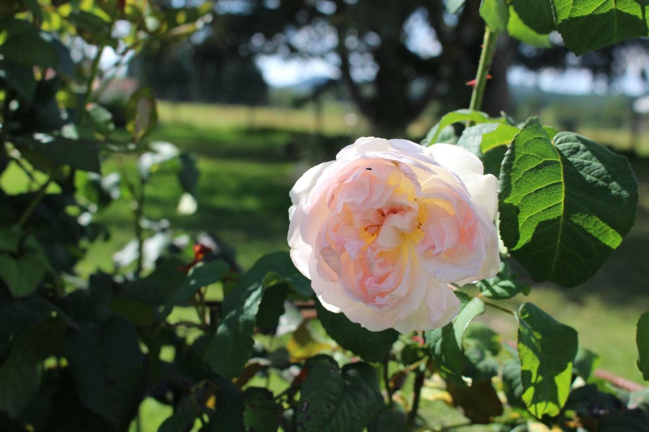 Dans Le Jardin De Marie Bed and Breakfast Bouxwiller  Esterno foto