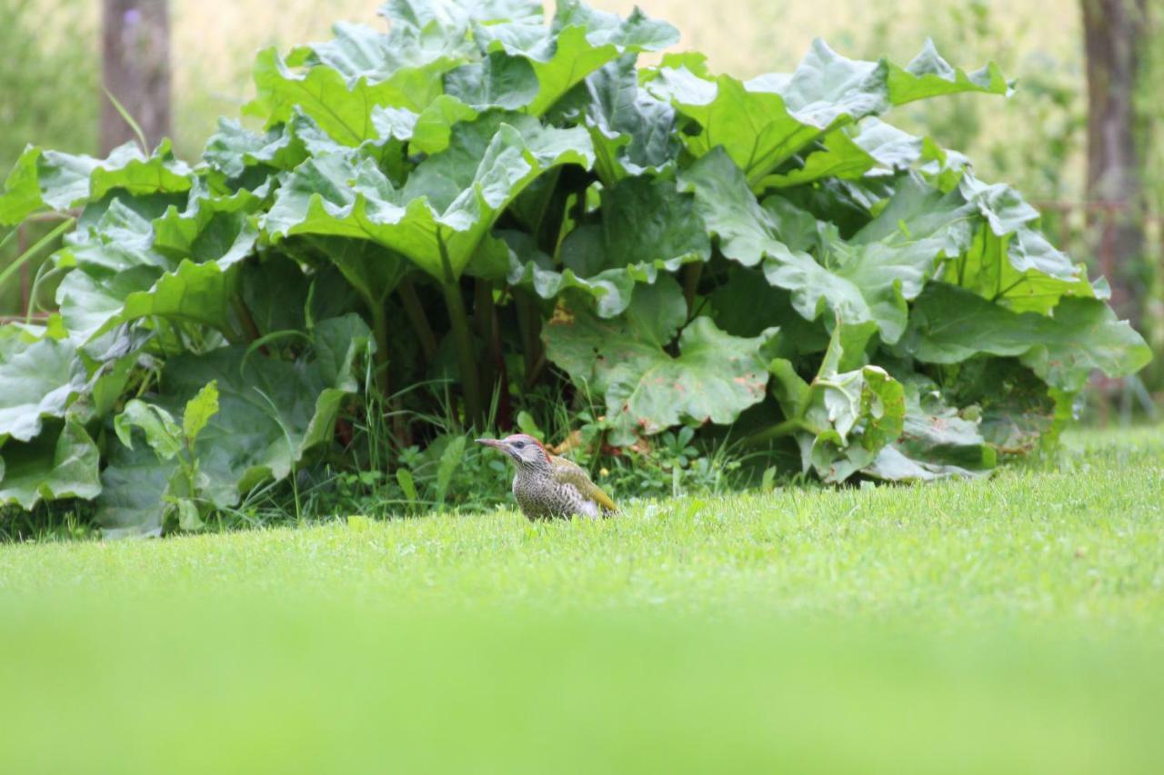 Dans Le Jardin De Marie Bed and Breakfast Bouxwiller  Esterno foto